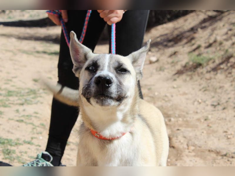 GABRIEL-sozialer, aktiver, lebensfroher Bub der Nähe und seine Für-immer-Familie sucht