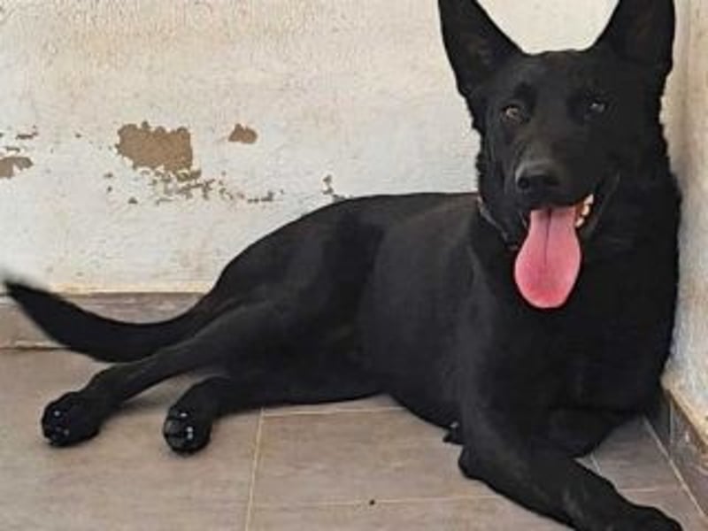 CESAR-unglaublich lieber, verschmuster und menschenbezogener Hund