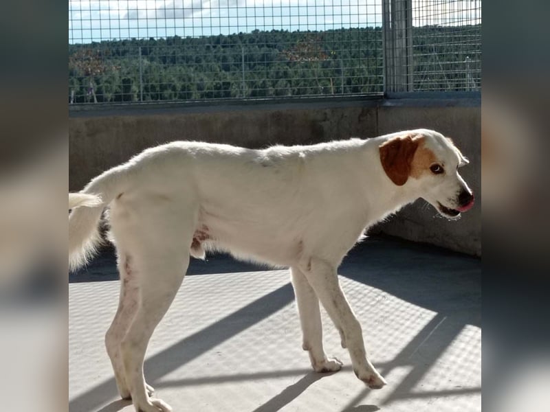 Fröhlicher DRES-hatte möglicherweise schon ein Zuhause, geht schon gut an der Leine