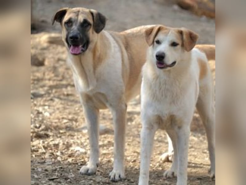 AMOUR – entzückendes Hundemädchen