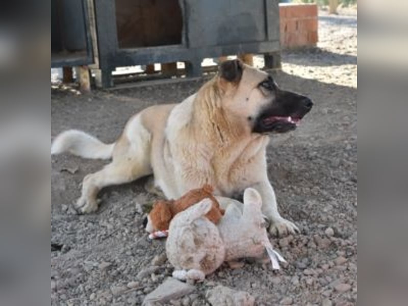 AMOUR – entzückendes Hundemädchen