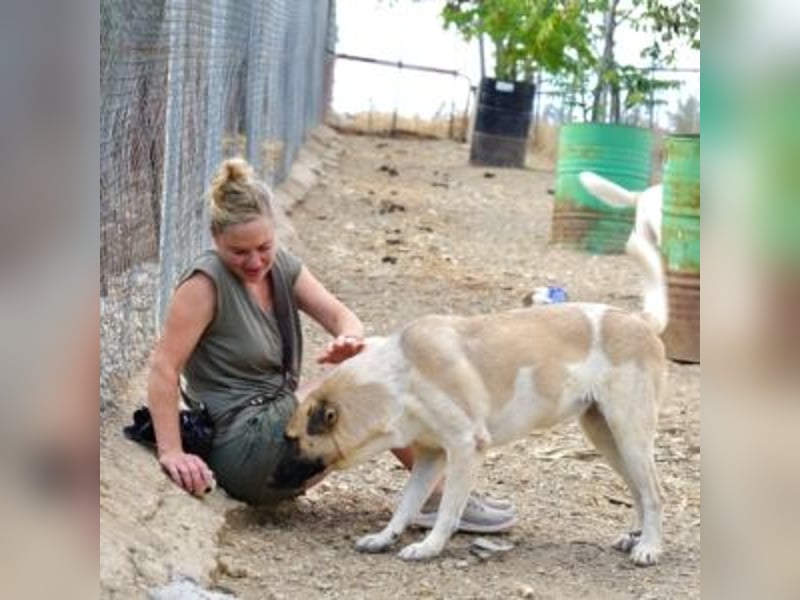 AMOUR – entzückendes Hundemädchen