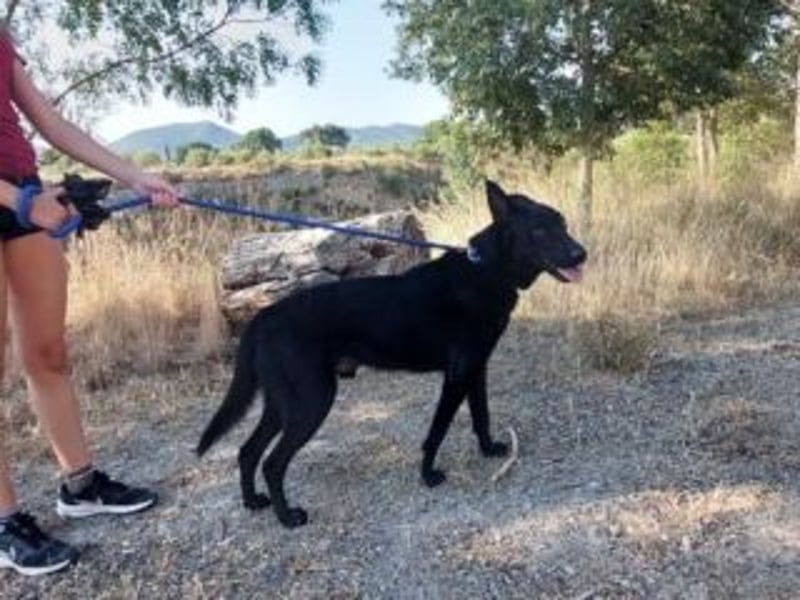 CESAR-unglaublich lieber, verschmuster und menschenbezogener Hund