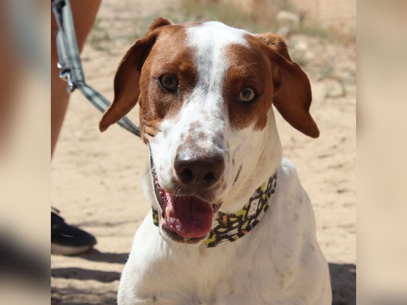 PANCHO-mit dem sanften Blick,zurückhaltend,freundlich,ruhig, ausgeglichen sucht seine liebe Famillie