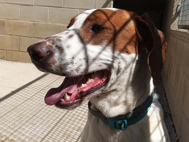 PANCHO-mit dem sanften Blick,zurückhaltend,freundlich,ruhig, ausgeglichen sucht seine liebe Famillie