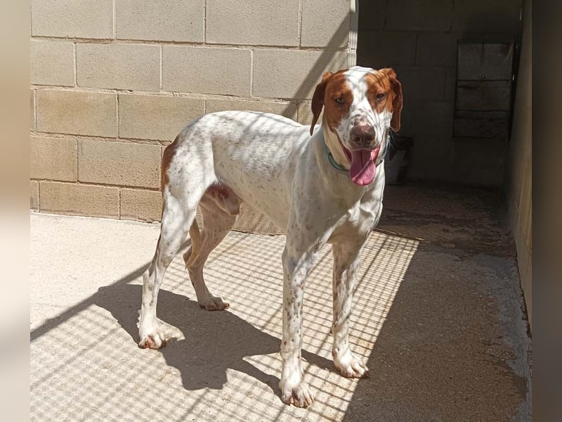 PANCHO-mit dem sanften Blick,zurückhaltend,freundlich,ruhig, ausgeglichen sucht seine liebe Famillie