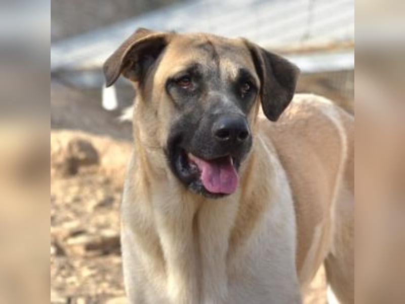 AMOUR – entzückendes Hundemädchen