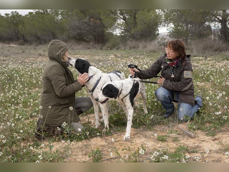 MARA- freundliche,liebevolle Schönheit, kooperativ, gehorsam, sucht liebevolle Familie