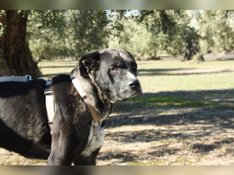 TRUFA-imposant, wunderschön, schüchtern, zurückhaltend auf der Suche nach ihrem Für-immer-Zuhause