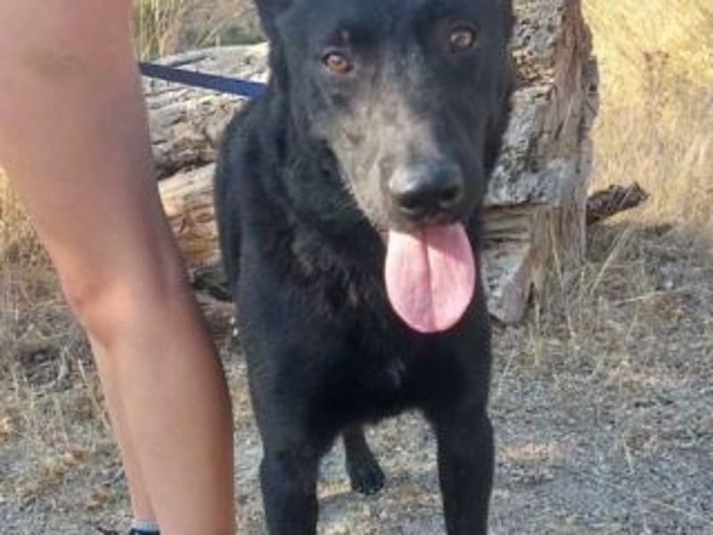 CESAR-unglaublich lieber, verschmuster und menschenbezogener Hund