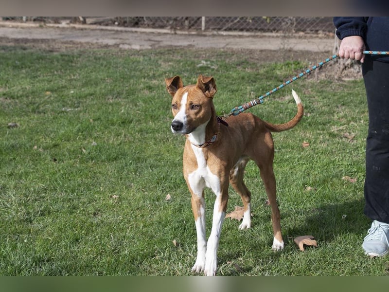 DOLO-freundlich, liebenswert, läuft vorbildlich am Geschirr,wartet auf liebevolles Für-immer-Zuhause