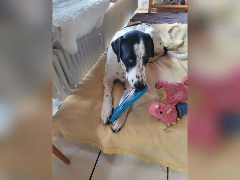 MARA- freundliche,liebevolle Schönheit, kooperativ, gehorsam, sucht liebevolle Familie