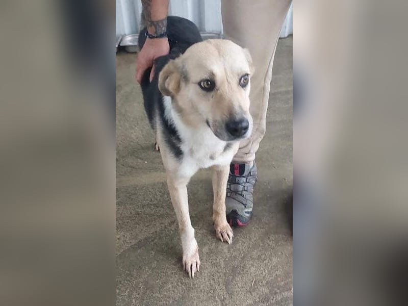 TARA-freundliches, ruhiges, liebevolles, sanftes Mädchen sucht endlich ihre Für-immer-Menschen