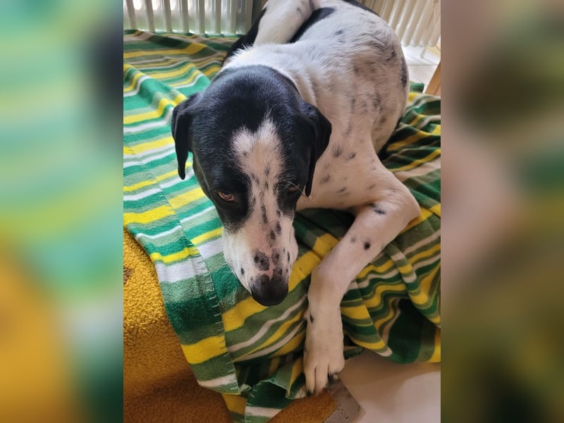 MARA- freundliche,liebevolle Schönheit, kooperativ, gehorsam, sucht liebevolle Familie