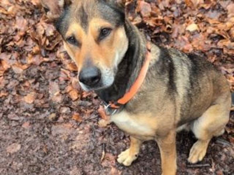 INDIA- fröhlich, munter und hübsch