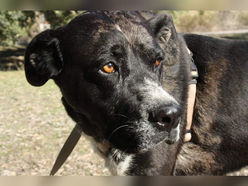 TRUFA-imposant, wunderschön, schüchtern, zurückhaltend auf der Suche nach ihrem Für-immer-Zuhause