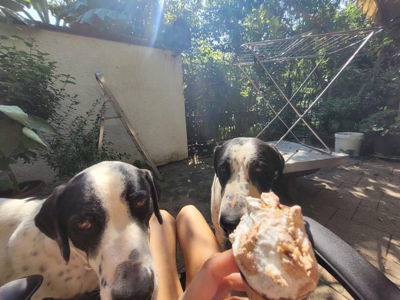 MUSA-angenehme, freundliche, liebevolle Schönheit, koopertiv, freundlich, gehorsam