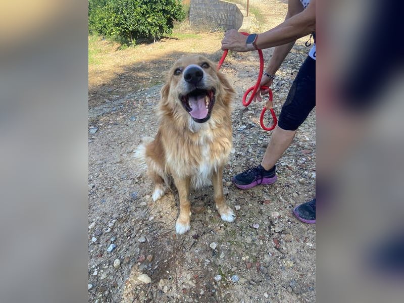 TOBY- möchte zeigen, dass er ein Hund mit einem unglaublich guten Herzen ist.