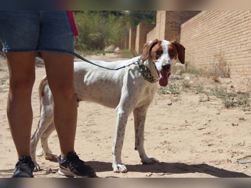 PANCHO-mit dem sanften Blick,zurückhaltend,freundlich,ruhig, ausgeglichen sucht seine liebe Famillie