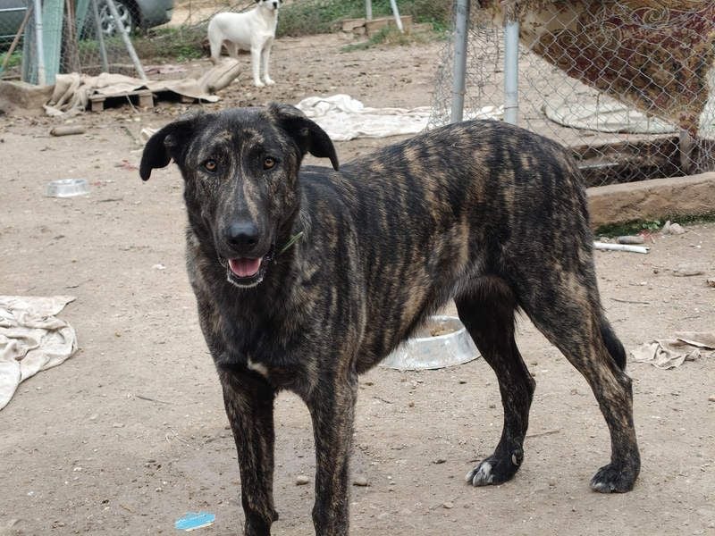 GUINEA-unglaubliche Geschichte! Herzensgut,g esellig sucht sie liebevolle Für-immer-Familie