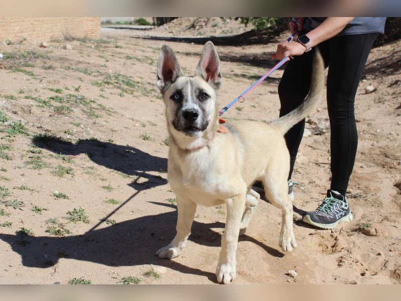GABRIEL-sozialer, aktiver, lebensfroher Bub der Nähe und seine Für-immer-Familie sucht
