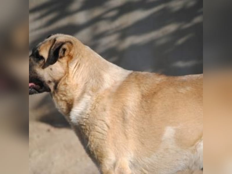 AMOUR – entzückendes Hundemädchen