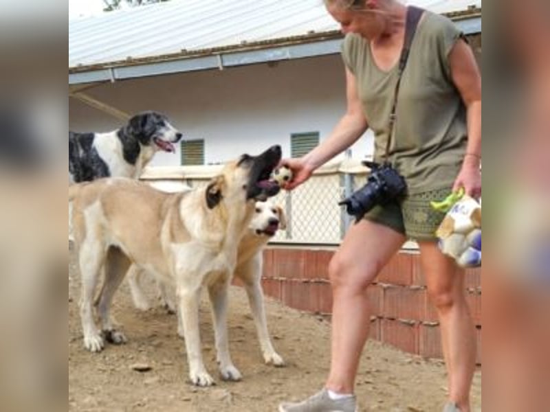 AMOUR – entzückendes Hundemädchen