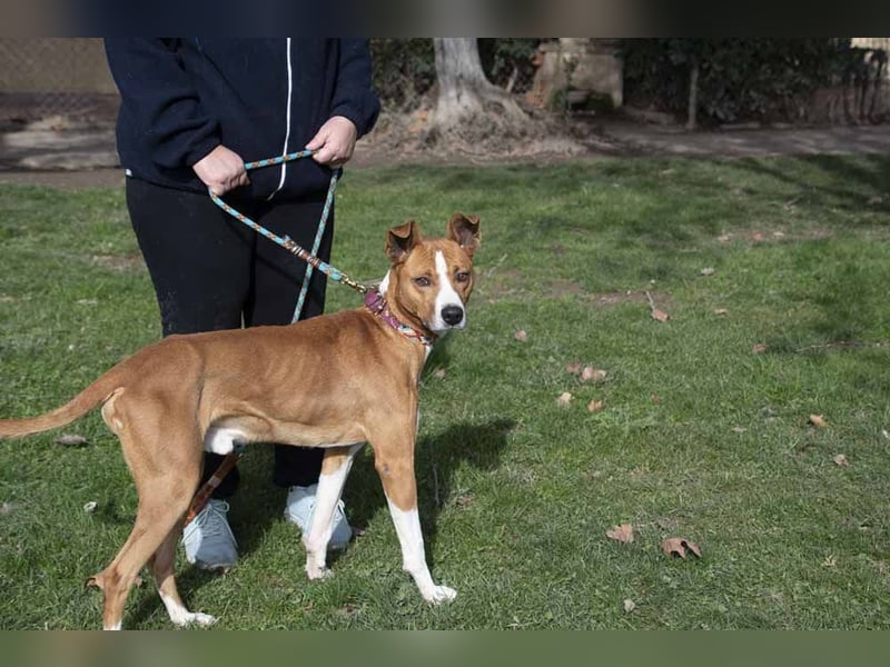DOLO-freundlich, liebenswert, läuft vorbildlich am Geschirr,wartet auf liebevolles Für-immer-Zuhause