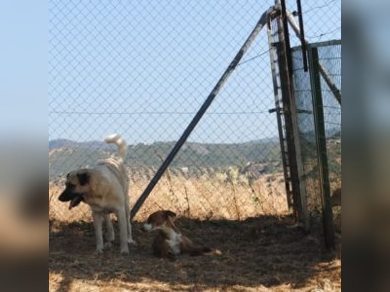 AMOUR – entzückendes Hundemädchen