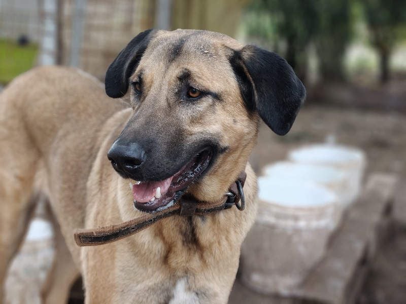 GHANA-eine unglaubliche Geschichte!Wundervoll, herzensgut-suchen ein liebevolles "Für-immer-Zuhause"