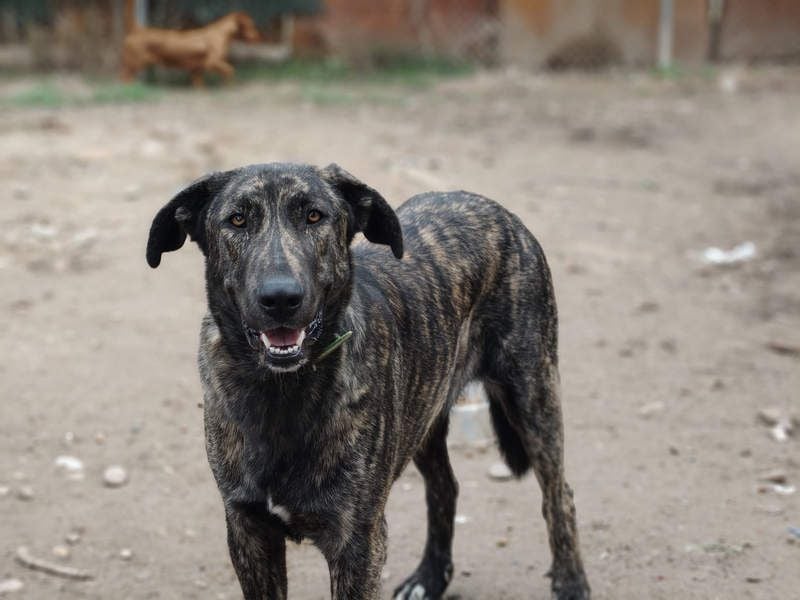 GUINEA-unglaubliche Geschichte! Herzensgut,g esellig sucht sie liebevolle Für-immer-Familie
