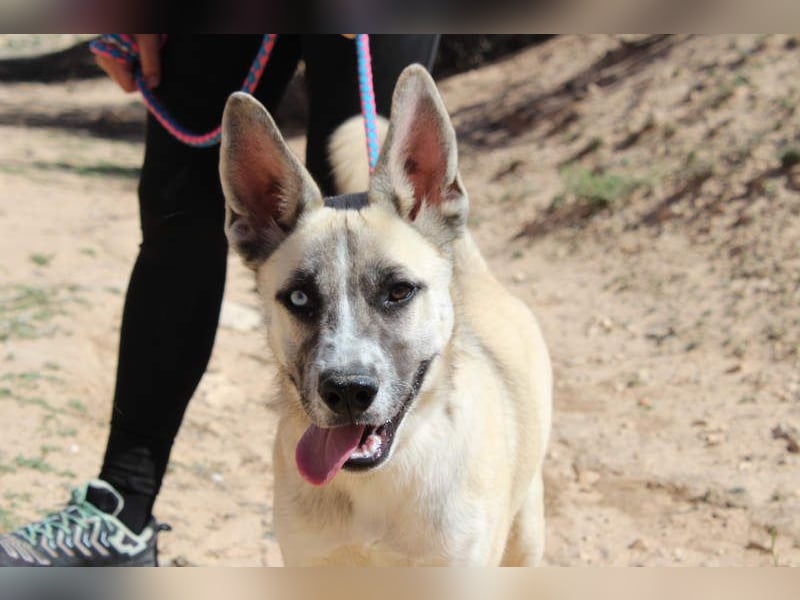 GABRIEL-sozialer, aktiver, lebensfroher Bub der Nähe und seine Für-immer-Familie sucht