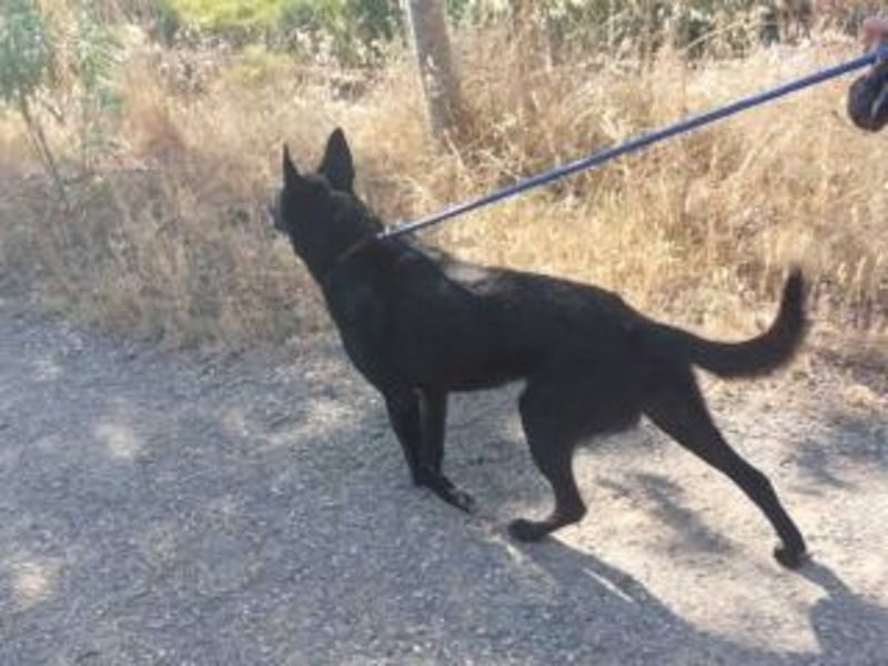 CESAR-unglaublich lieber, verschmuster und menschenbezogener Hund