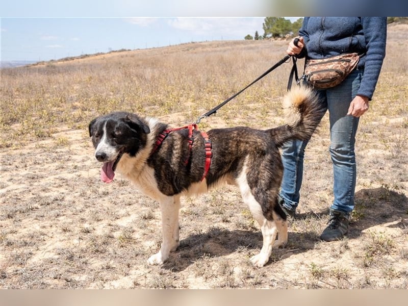ARQUI-sanfter Riese liebt kuscheln und toben, treu,, loyal, aktiv und anhänglich, großer Schmusebär
