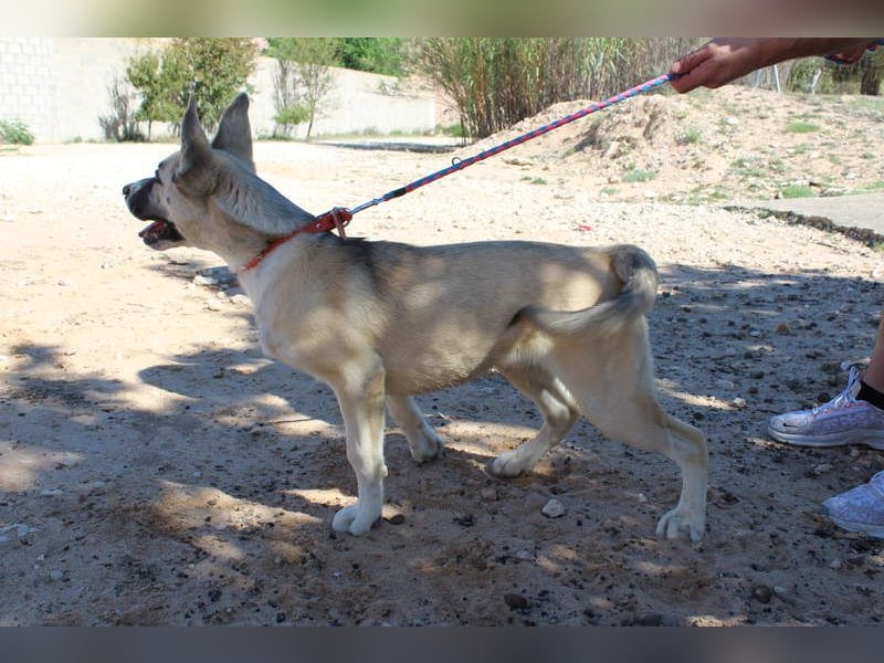GABRIEL-sozialer, aktiver, lebensfroher Bub der Nähe und seine Für-immer-Familie sucht