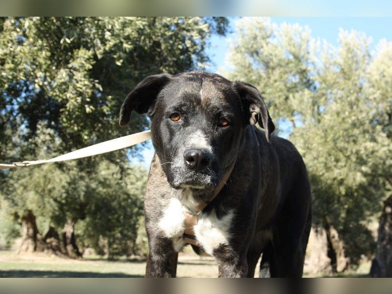 TRUFA-imposant, wunderschön, schüchtern, zurückhaltend auf der Suche nach ihrem Für-immer-Zuhause