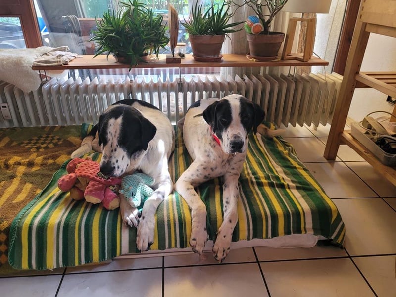 MUSA-angenehme, freundliche, liebevolle Schönheit, koopertiv, freundlich, gehorsam