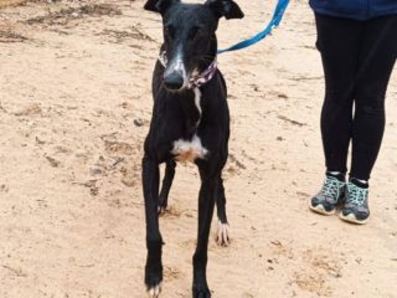 CASTLE-bezaubernde Galgo-Hündin, aktiv und fröhlichen