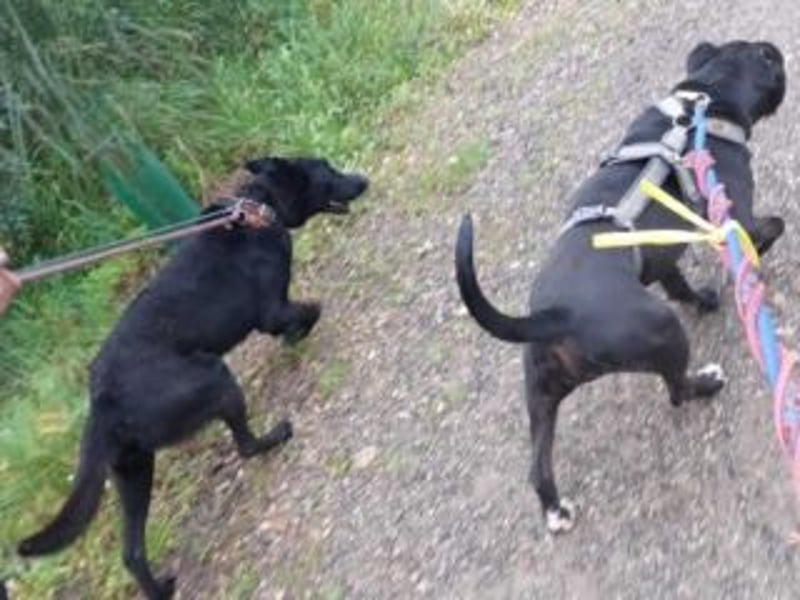CESAR-unglaublich lieber, verschmuster und menschenbezogener Hund