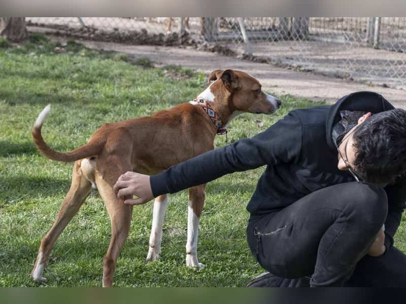 DOLO-freundlich, liebenswert, läuft vorbildlich am Geschirr,wartet auf liebevolles Für-immer-Zuhause