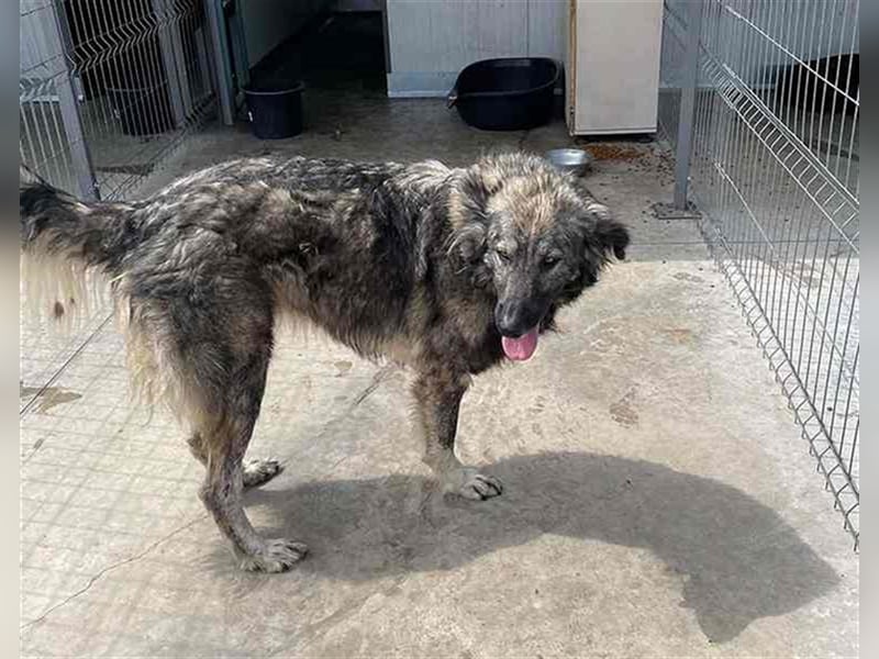 YARA- wartet in 21734 Oederquart -unser kleines dreibeiniges Wunder