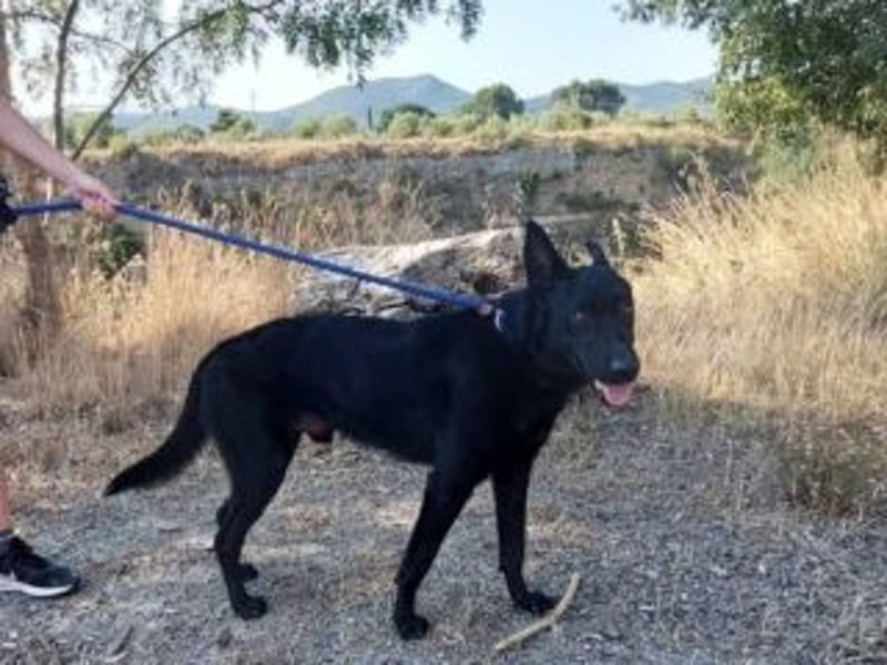 CESAR-unglaublich lieber, verschmuster und menschenbezogener Hund