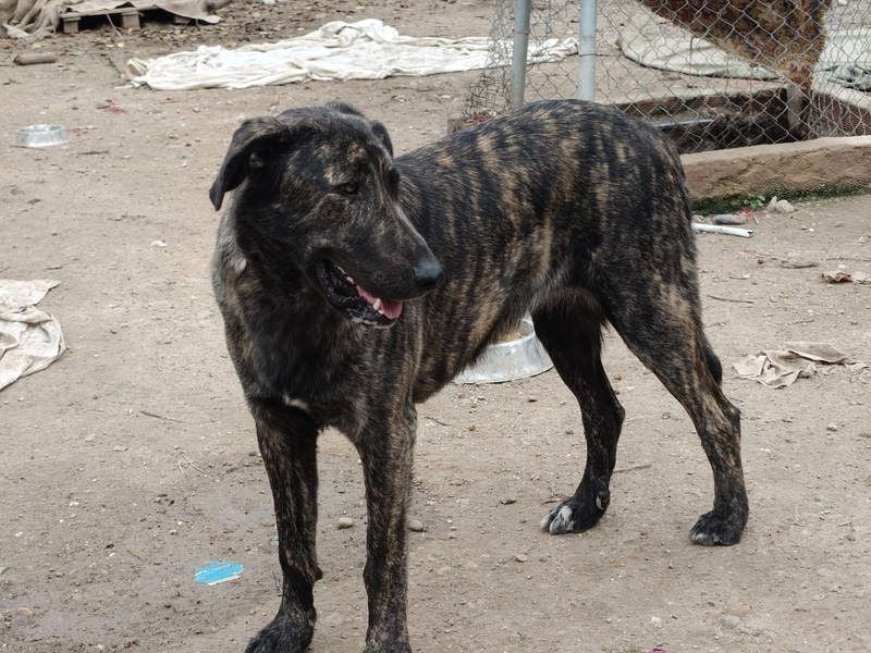 GUINEA-unglaubliche Geschichte! Herzensgut,g esellig sucht sie liebevolle Für-immer-Familie