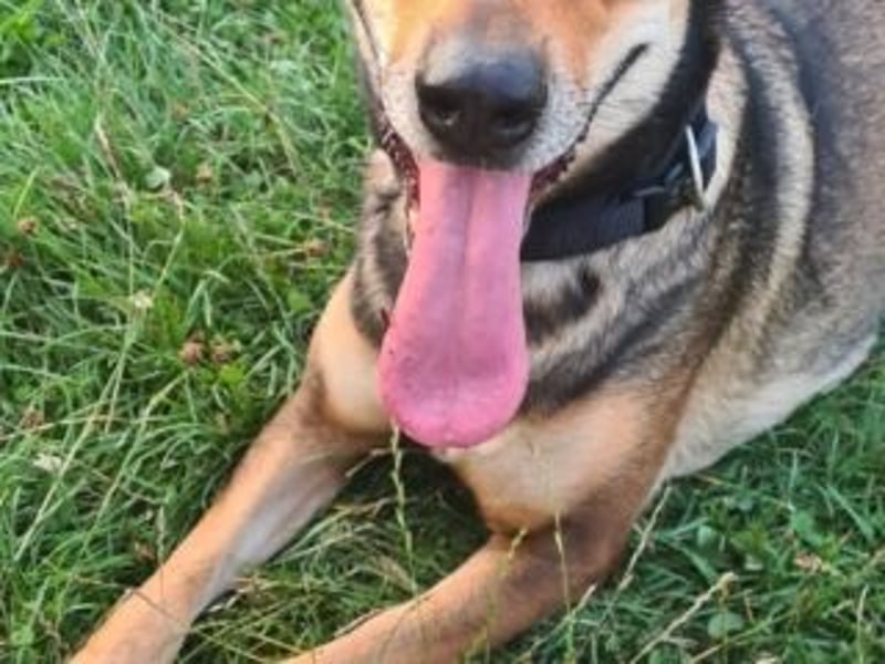 INDIA- fröhlich, munter und hübsch