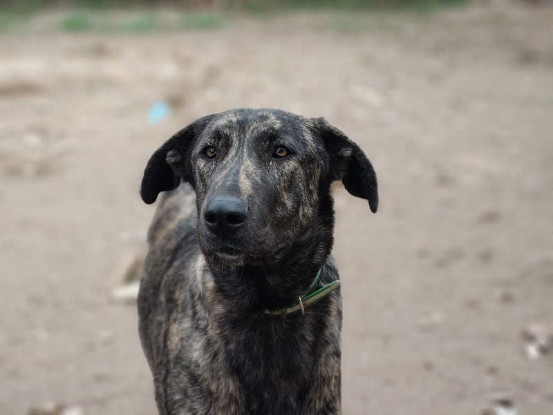 GUINEA-unglaubliche Geschichte! Herzensgut,g esellig sucht sie liebevolle Für-immer-Familie