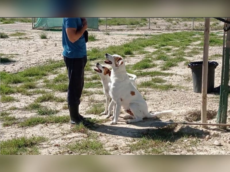 Fröhlicher DRES-hatte möglicherweise schon ein Zuhause, geht schon gut an der Leine