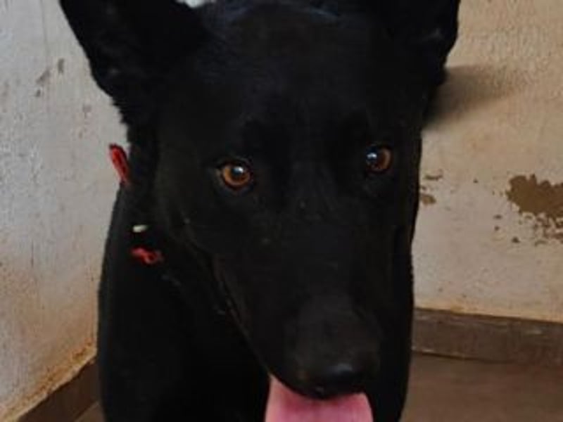 CESAR-unglaublich lieber, verschmuster und menschenbezogener Hund