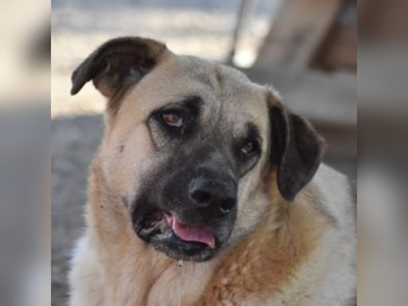 AMOUR – entzückendes Hundemädchen