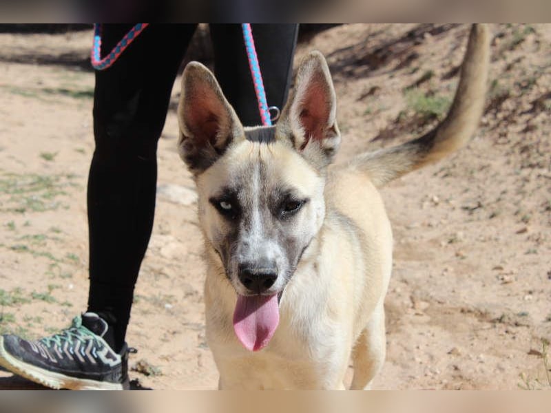 GABRIEL-sozialer, aktiver, lebensfroher Bub der Nähe und seine Für-immer-Familie sucht