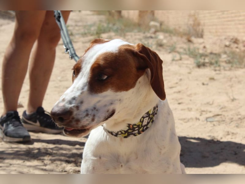 PANCHO-mit dem sanften Blick,zurückhaltend,freundlich,ruhig, ausgeglichen sucht seine liebe Famillie